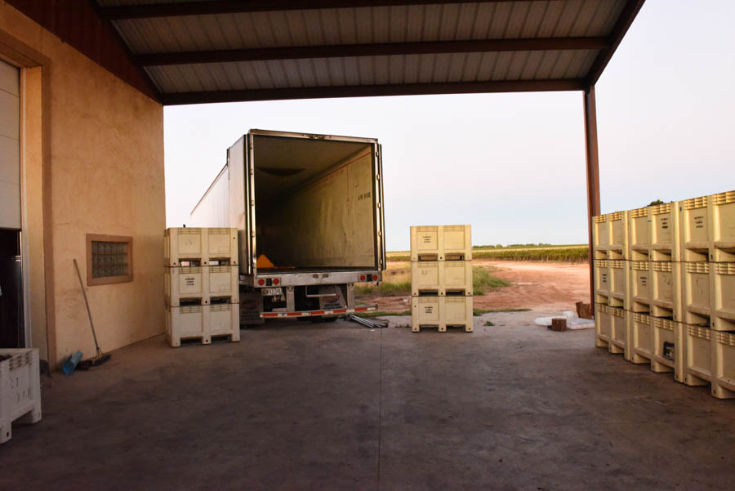 Montepulciano and Aglianico Harvest 2019 - A look at the barn, bins and semi. Waiting for the next load.