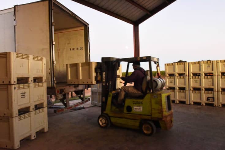Montepulciano and Aglianico Harvest 2019 - Fork truck loading the semi with bins.