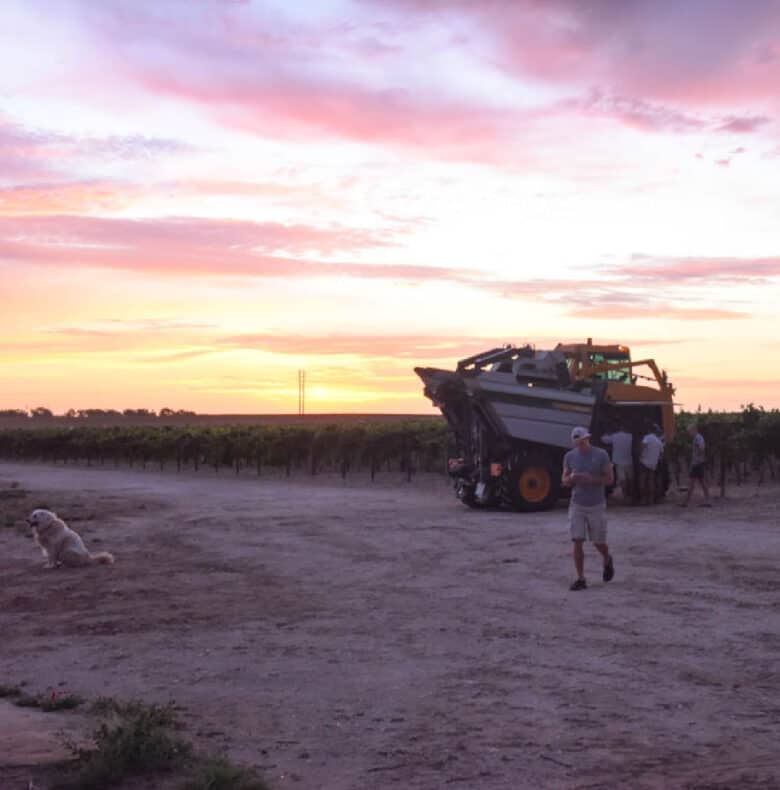 Roussanne Harvest 2020 - Pellenc harvester in front of sunrise, getting ready to start.