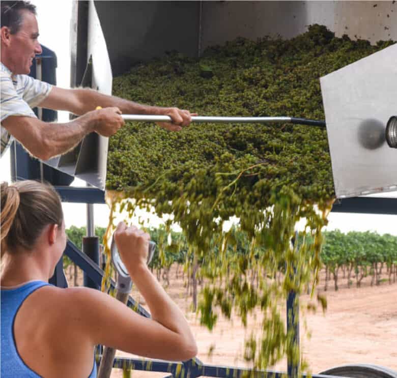 Dumping grapes into bins.