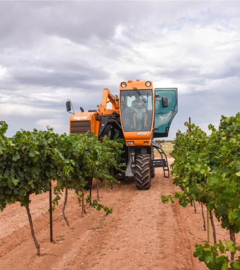 Pellenc harvesting Roussanne.