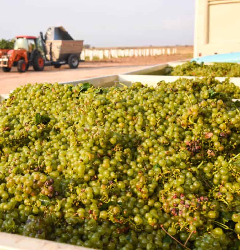 Roussanne Harvest 2020 grapes in bins.