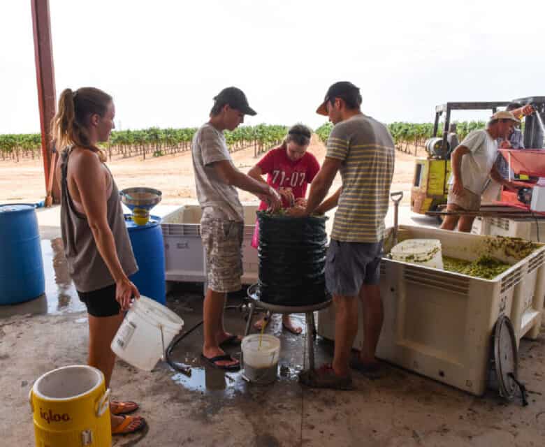 Pressing the crushed grapes into the press.