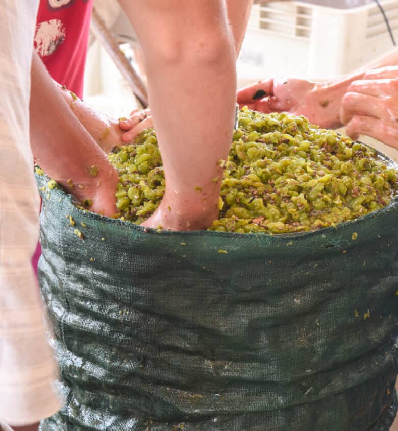 Pressing the grapes.