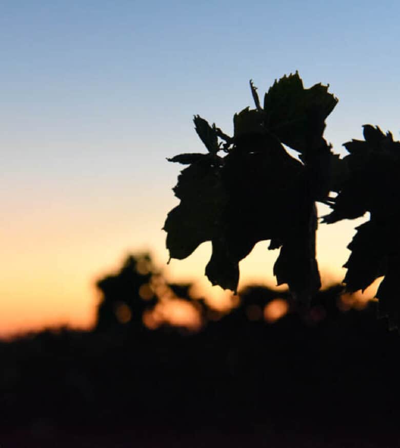 Montepulciano Harvest 2020 - Montepulciano leaves silhouetted against sunrise.