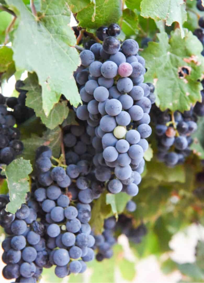 Montepulciano Harvest 2020 - Montepulciano Grapes