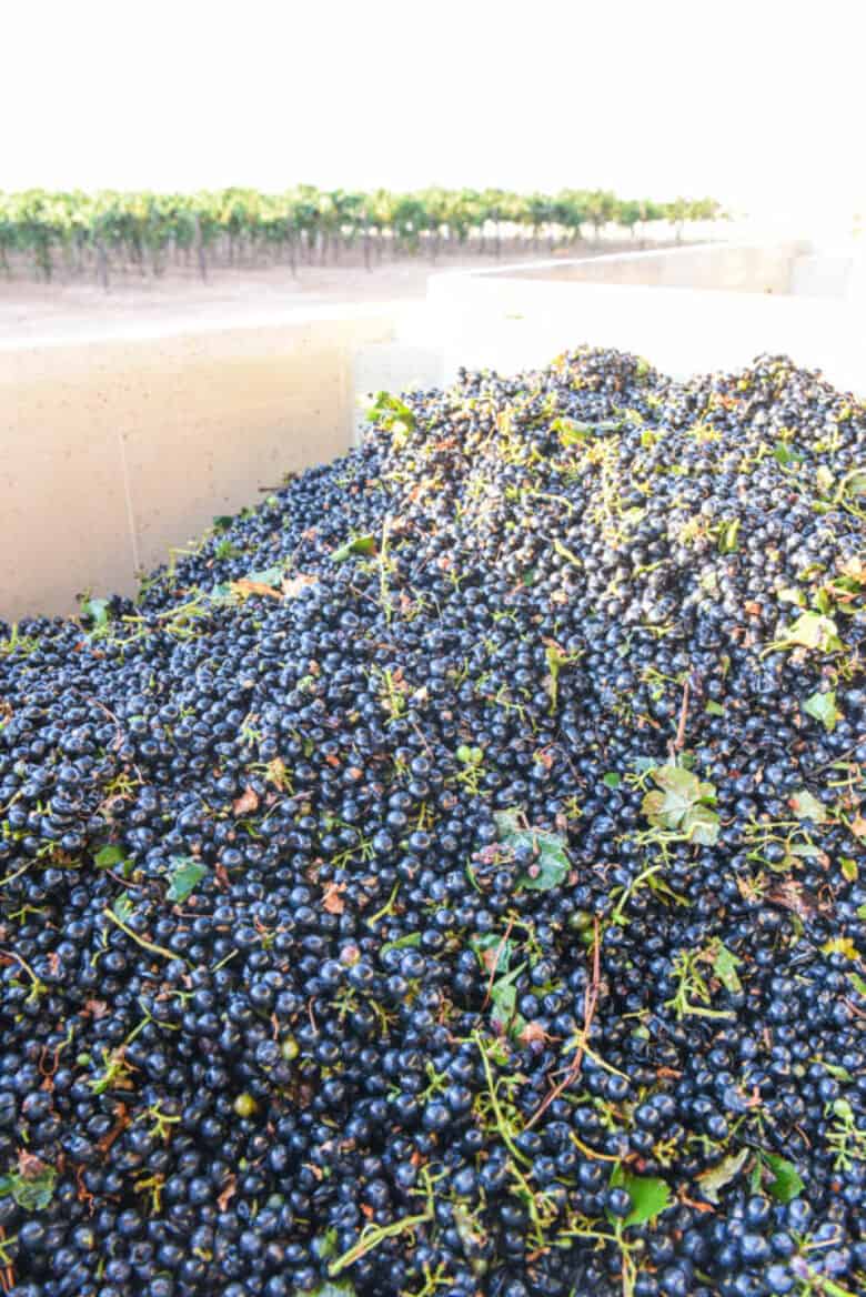 Montepulciano grapes in the bin.