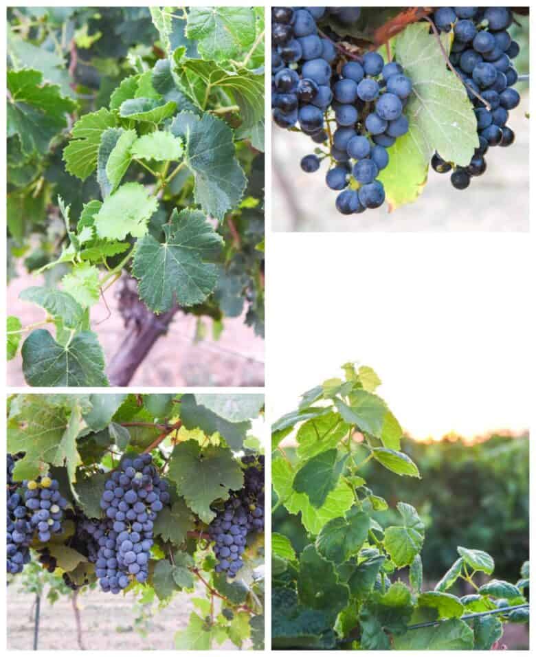 Montepulciano Harvest 2020 - Collage of pictures, Montepulciano grapes and vines