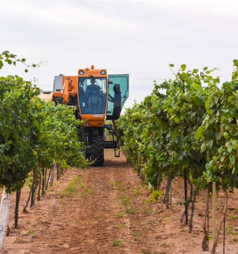 The pellenc harvester harvesting a row of Albarino.