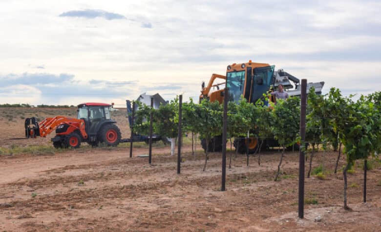 The tractor waiting for the harvester; the harvester coming out of a row of Albarino.