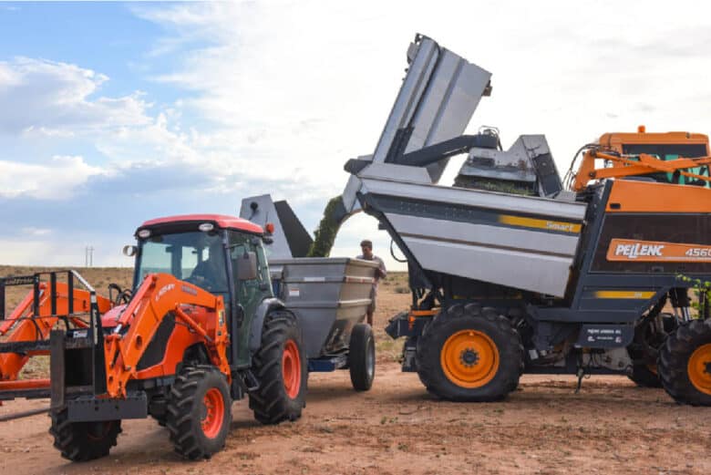 The Pellenc harvester dumping the grapes into the dump buggy.