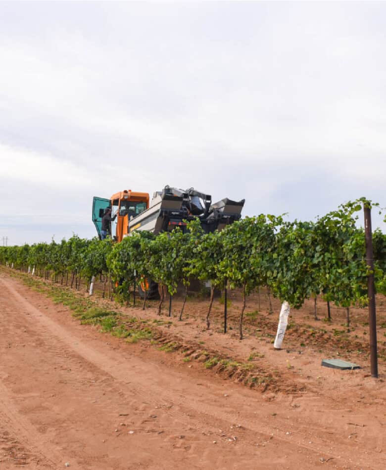 Albarino Harvest 2020 - Harvester harvesting a row of Albarino.