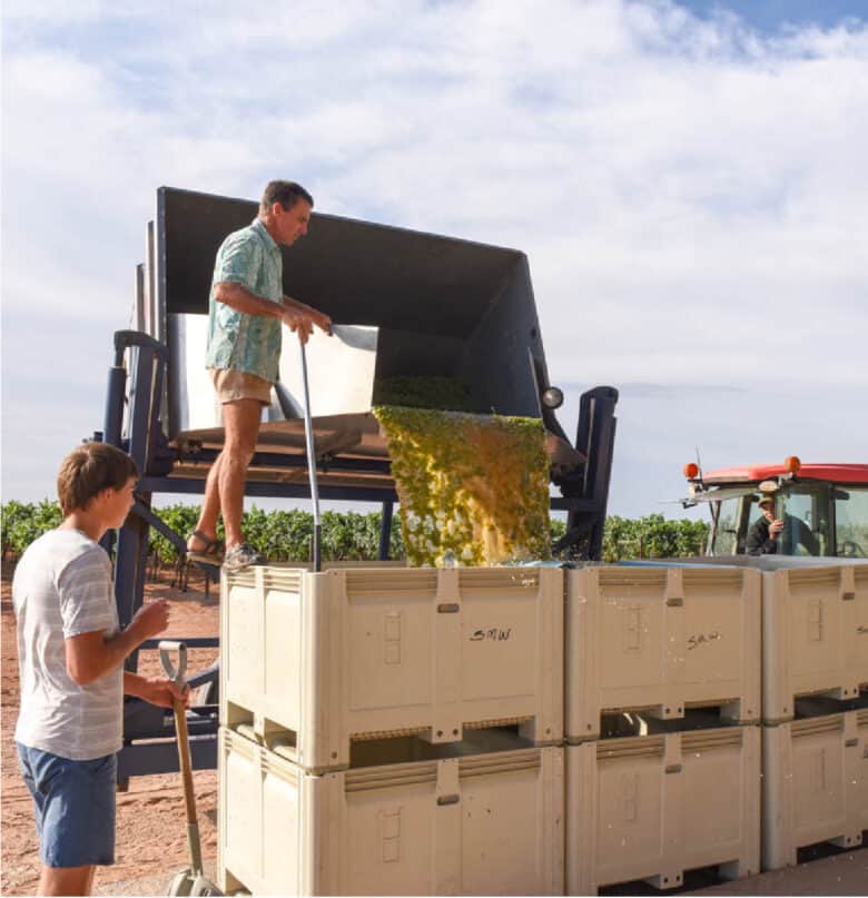 Albarino Harvest 2020 - Dumping the grapes into the bins at the barn.