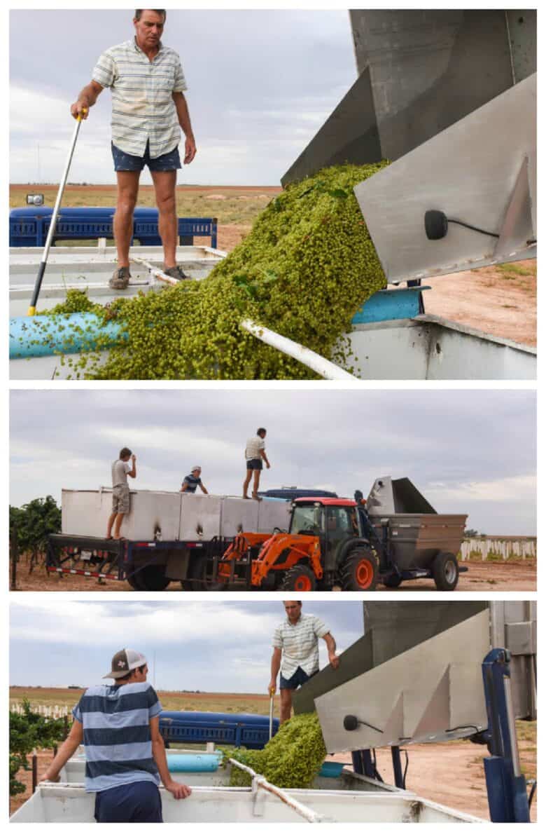 Roussanne Harvest 2020 - Collage of pictures including the dump buggy dumping into valley bins.