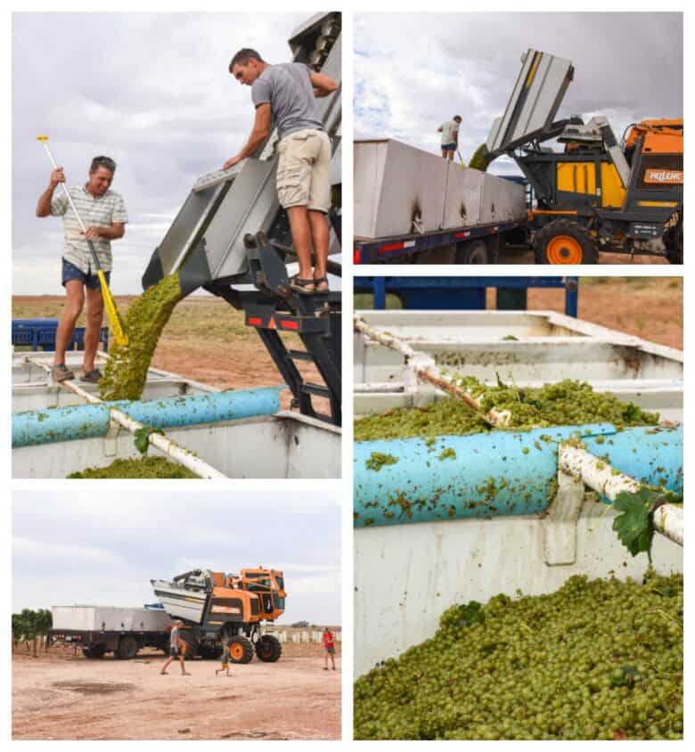 Roussanne Harvest 2020 - Collage of pictures of grapes, harvester and valley bins.