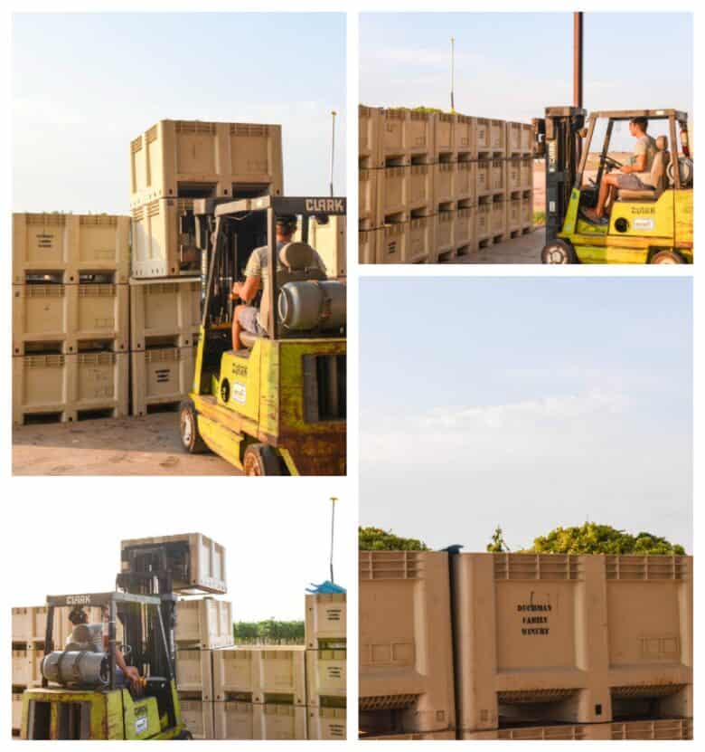 Collage pic, Roussanne grapes in bins.