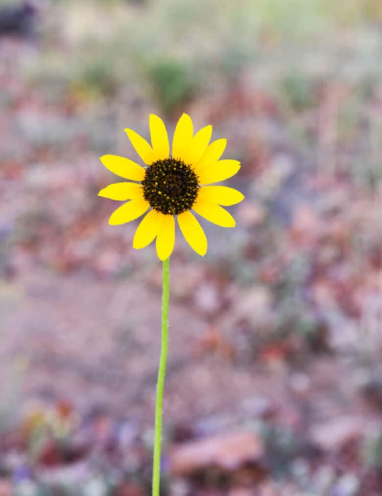 Daisy flower