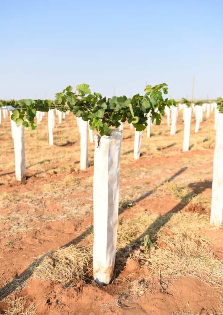 Vermentino Trellis - Vine that is tie-ed onto the cordon wire.