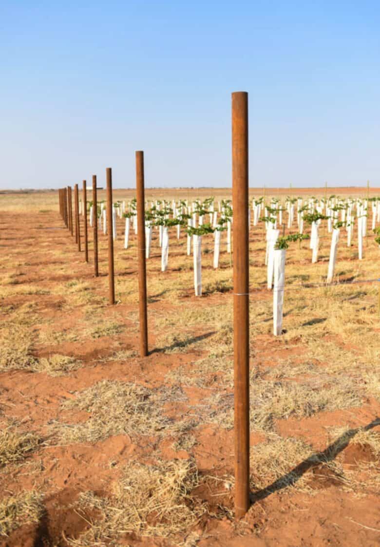 Vermentino Trellis - Row of end posts up