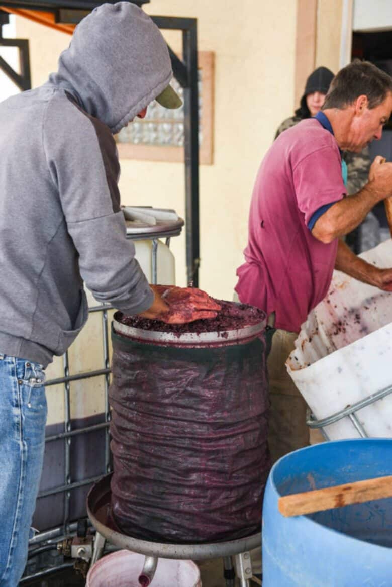 Pressing grapes into the press