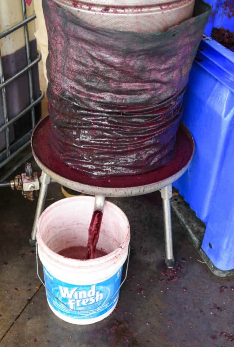 Pressing Montepulciano grapes - image showing the actual juice coming out of the press into a bucket.