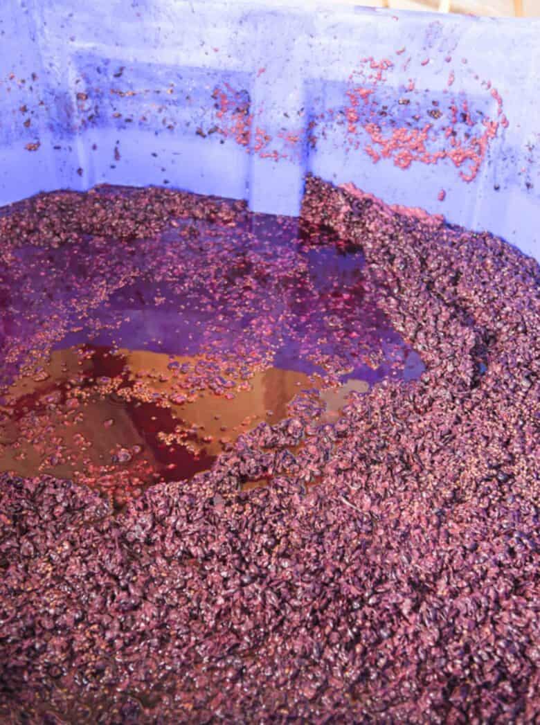 Pressing Montepulciano Grapes - Fermented grapes in bin.