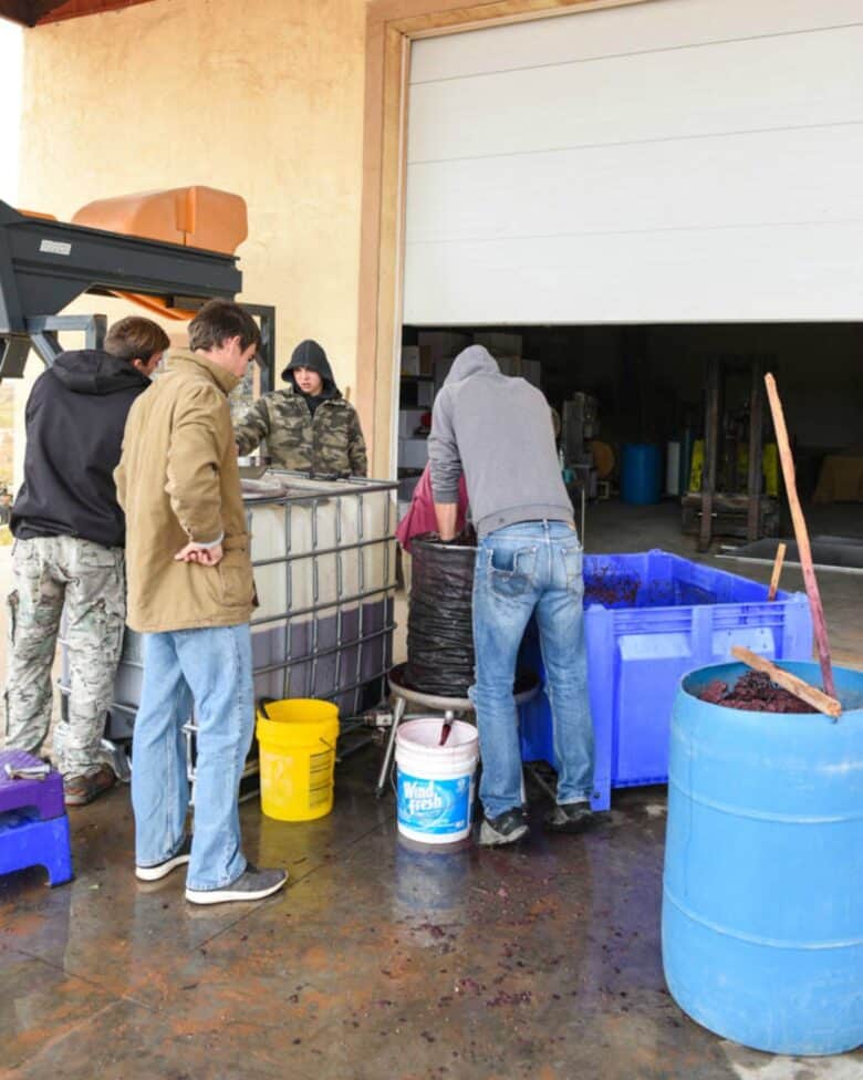 Pressing Montepulciano Grapes - Grape pressing process