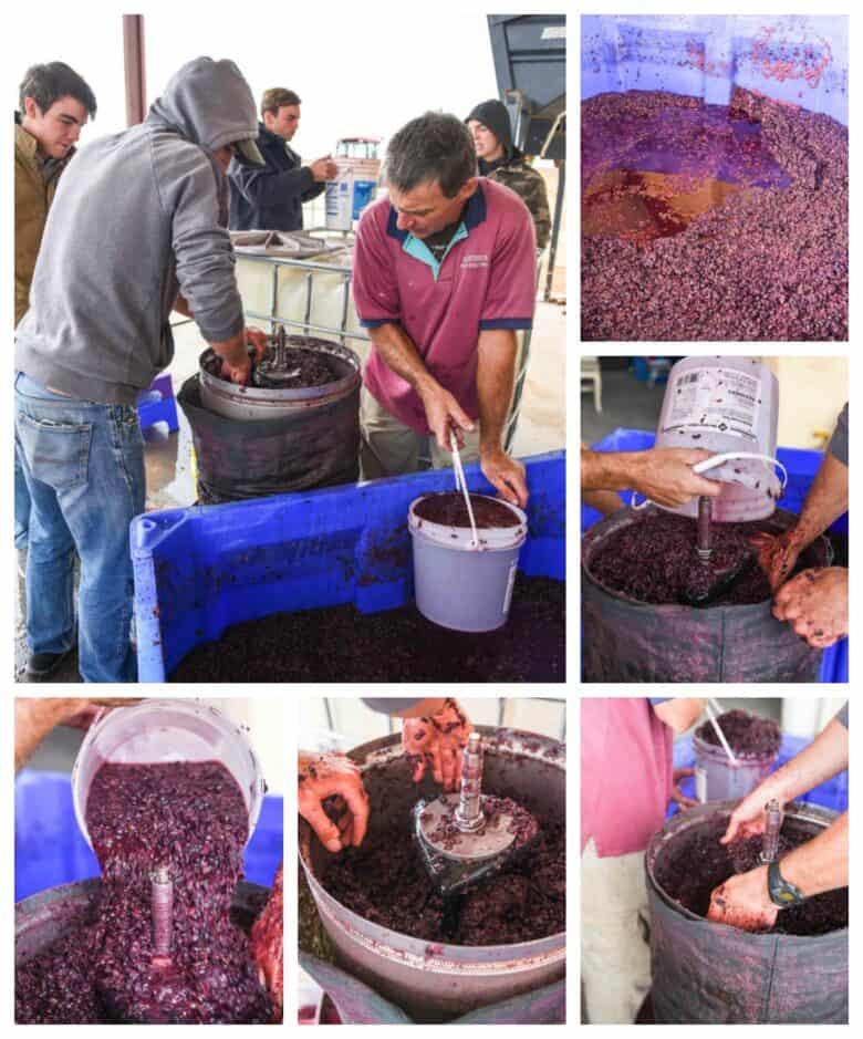 Pressing Montepulciano Grapes - Collage of pictures - fillling press
