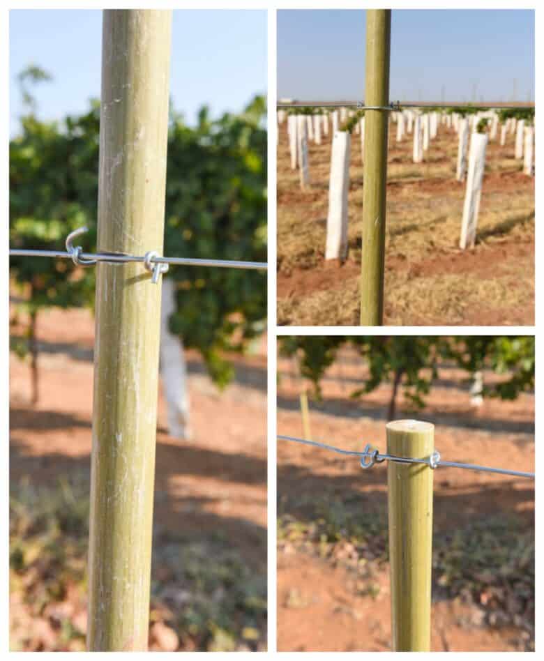 Vermentino Trellis - Collage of cordon clipped onto the posts.