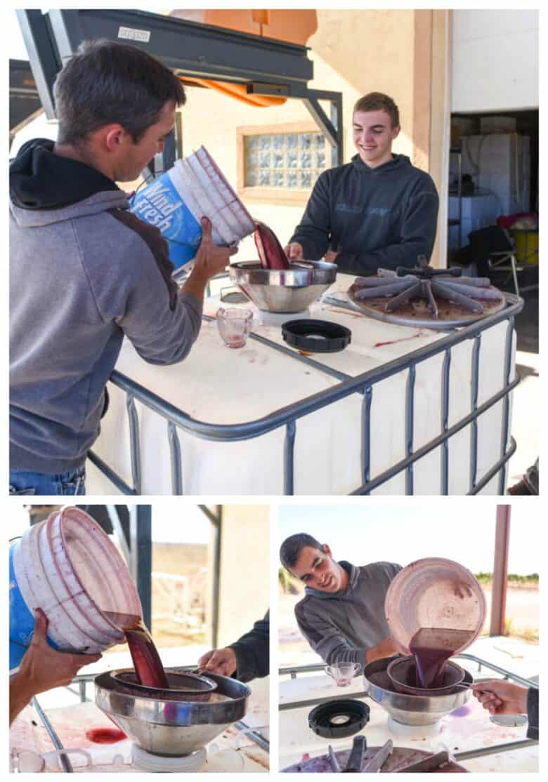 Pressing Montepulciano grapes - Collage of three pics with different images of filling the tote with juice.