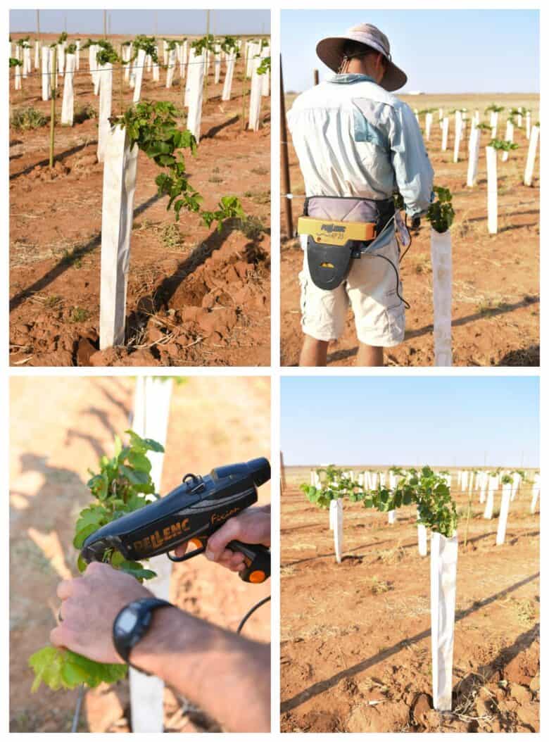 Vermentino Trellis - Collage of vines before, after and during tie-ing on.