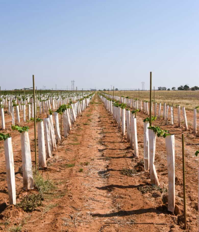 Vermentino vines and posts