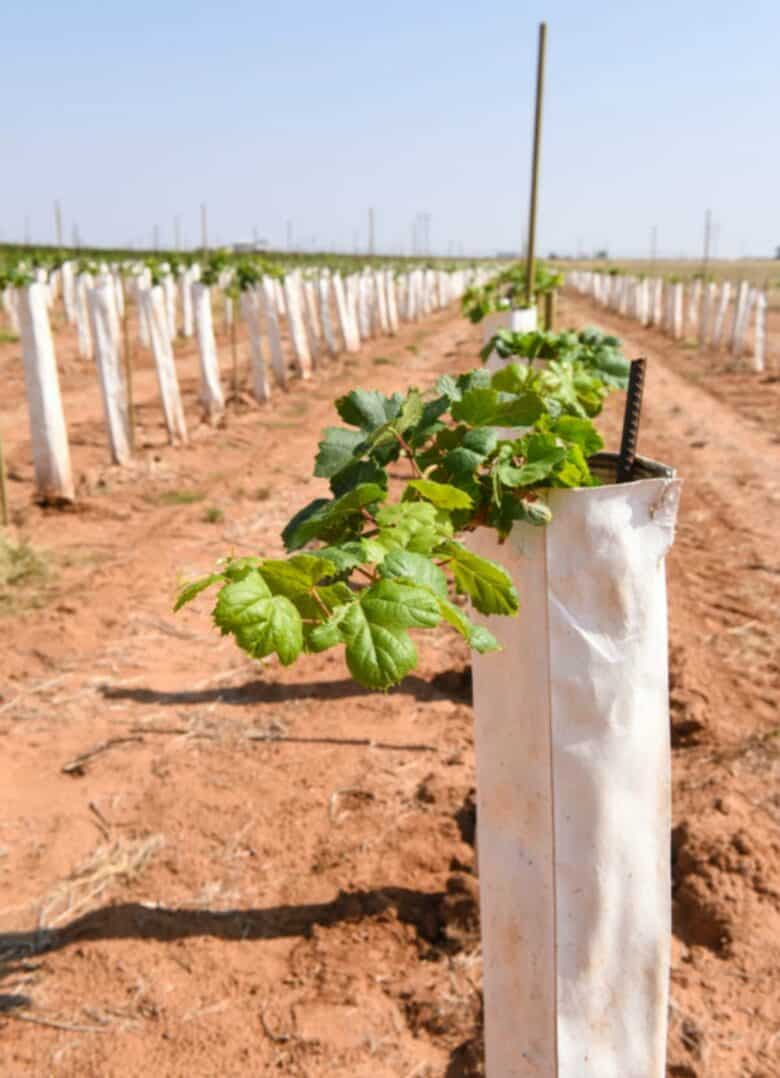 Vermentino vine