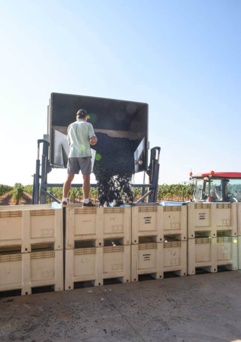 Aglianico Harvest 2020 - Dumping grapes into the bins.