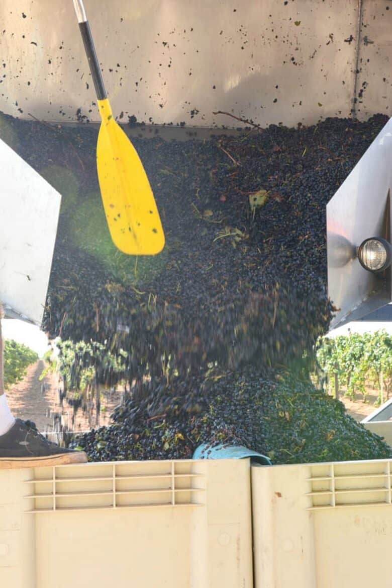 Grapes pouring out of dump buggy, close up