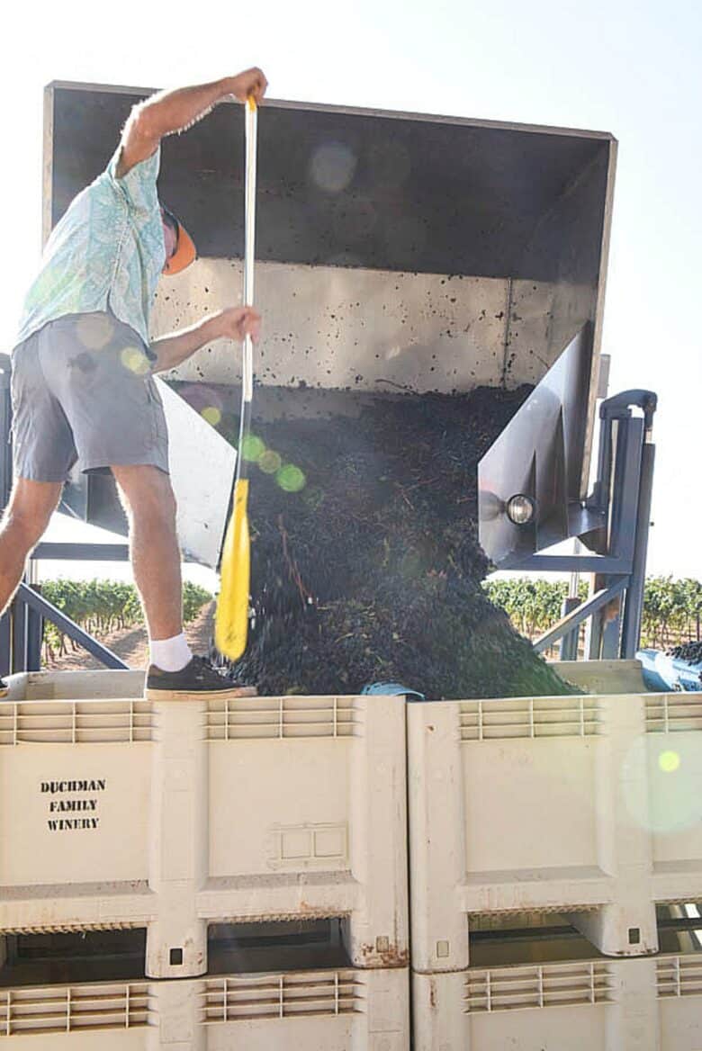 John pushing grapes around in bins