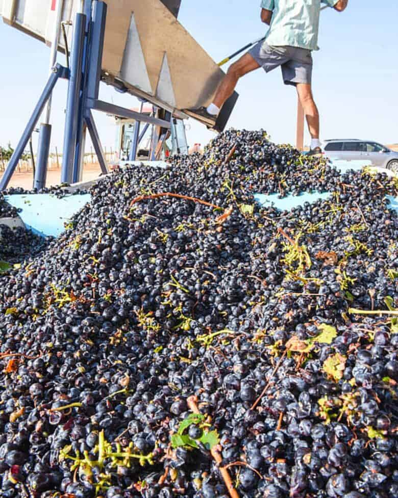 Close up of grapes in bins