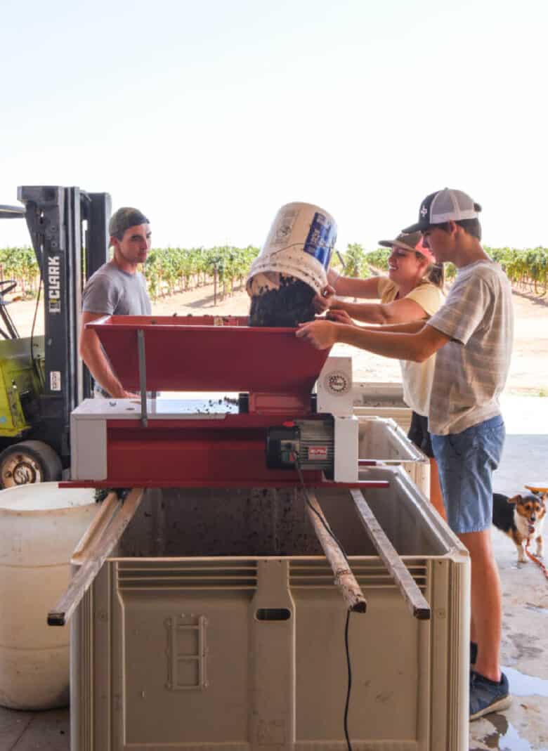 Aglianico Crush 2020 - Crushing Aglianico Grapes