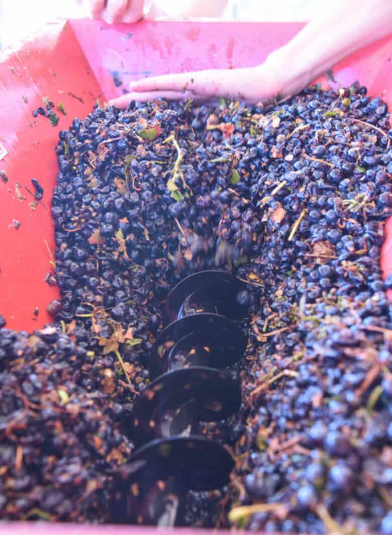 Aglianico Crush 2020 - Grapes in crusher