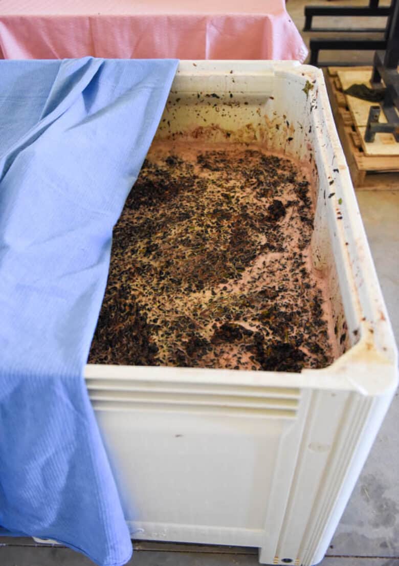 Crushed grapes in bin