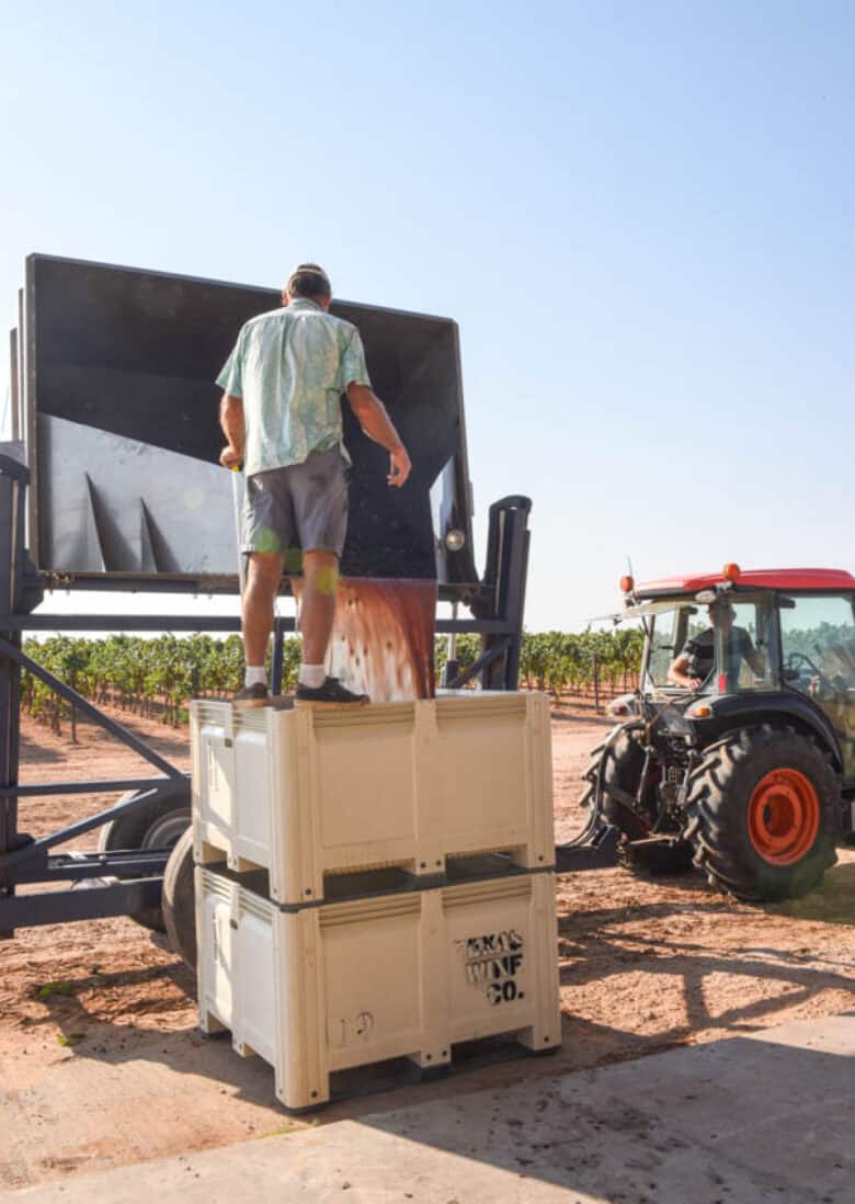 Dumping grapes into bins