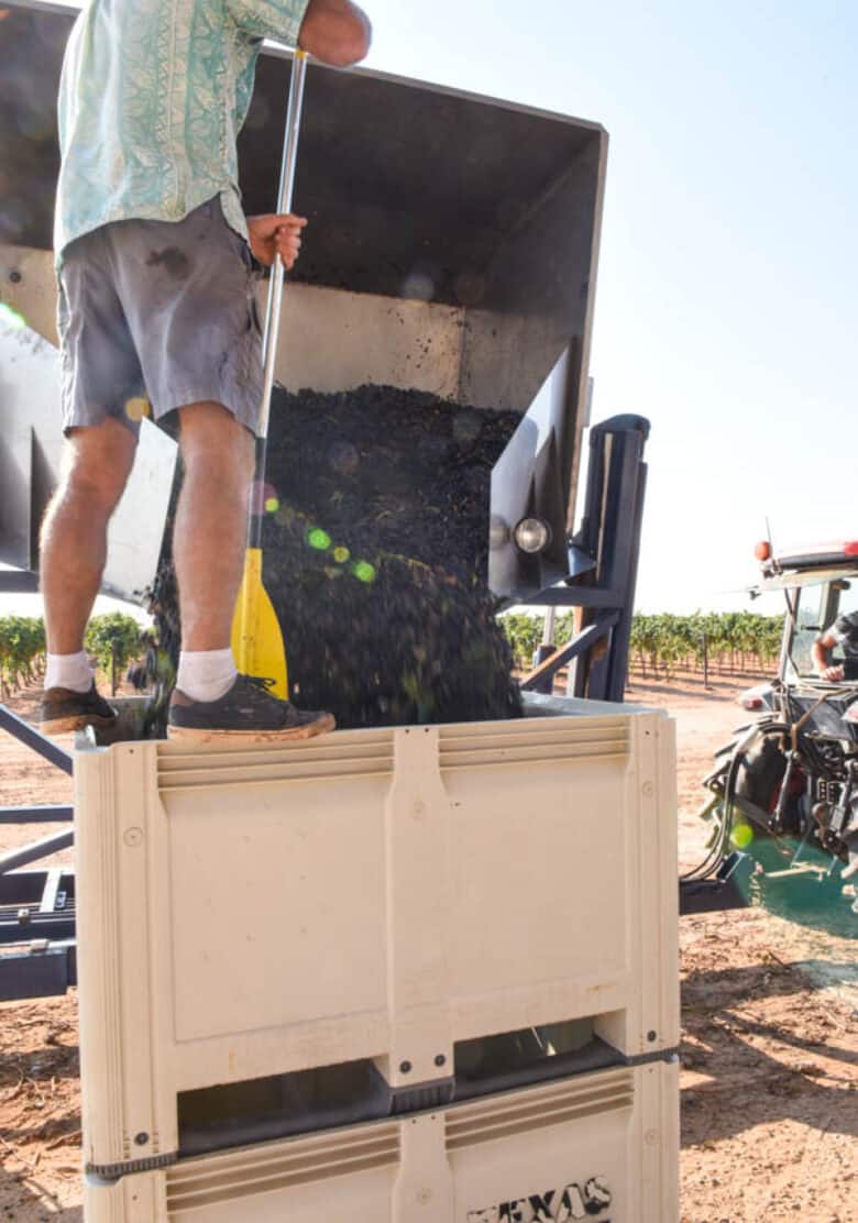 Pouring grapes into bins