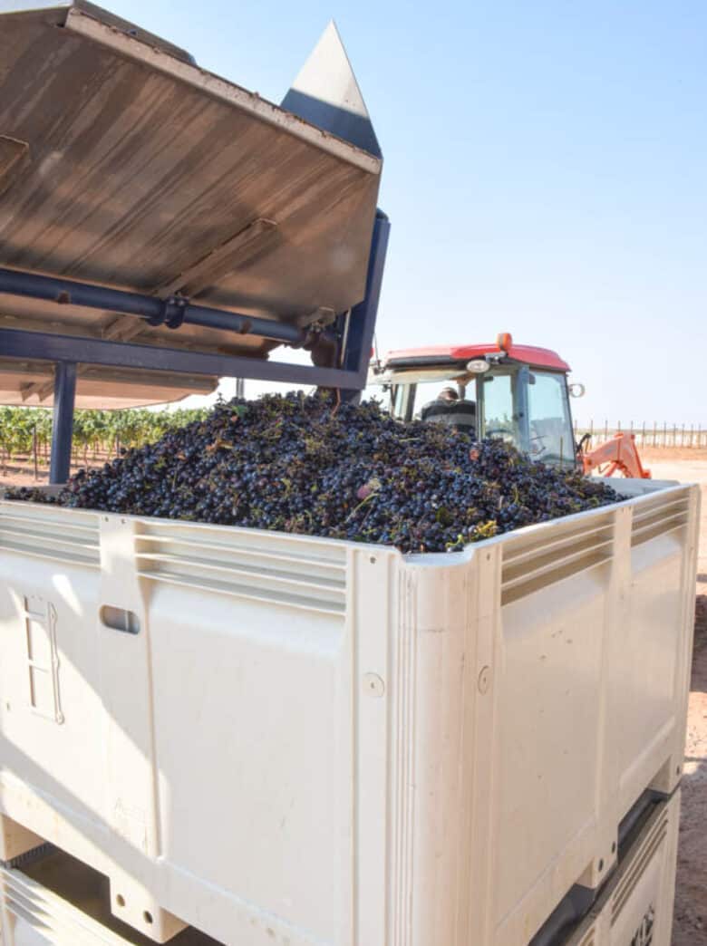 Montepulciano grapes in bins