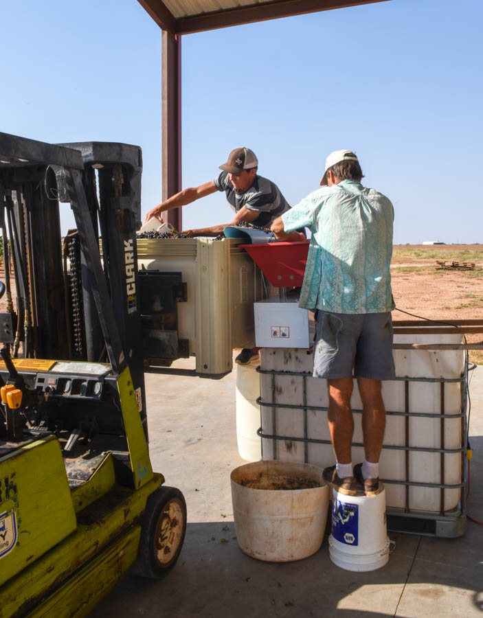 Crushing Montepulciano Grapes - Scooping grapes to put into the crusher.