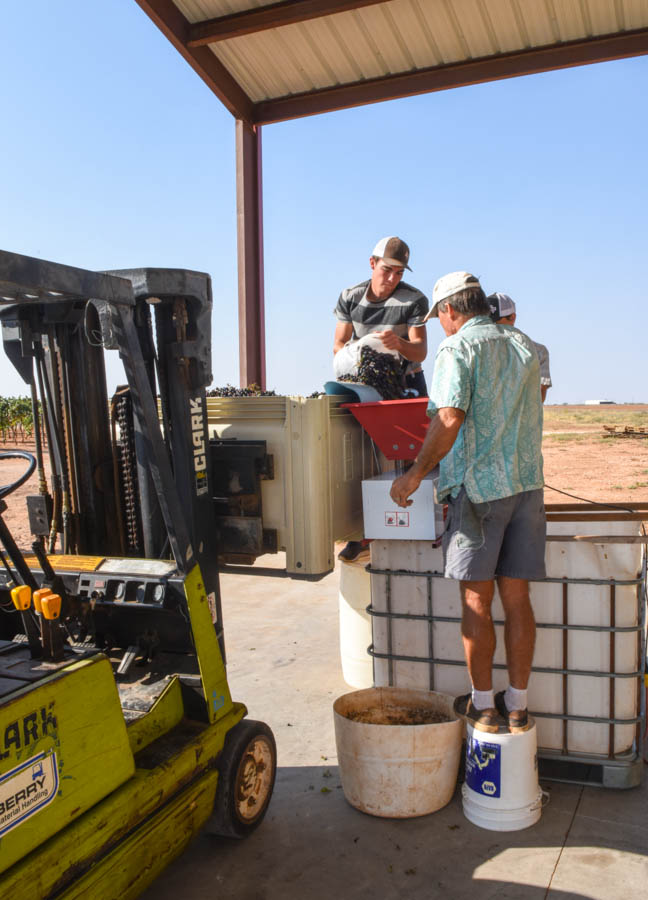 Pouring grapes into crusher