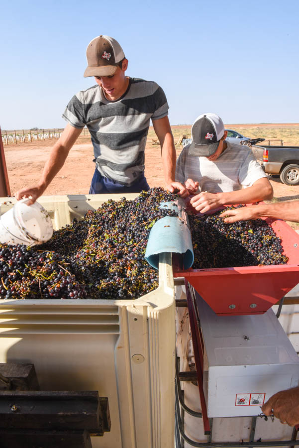 Crushing Montepulciano Grapes - Grapes in the bin and crusher.