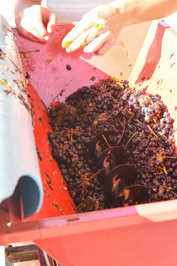 Grapes in crusher