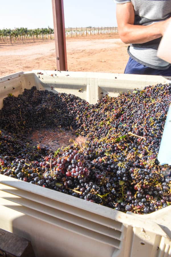 Crushing Montepulciano Grapes - a bin of grapes.