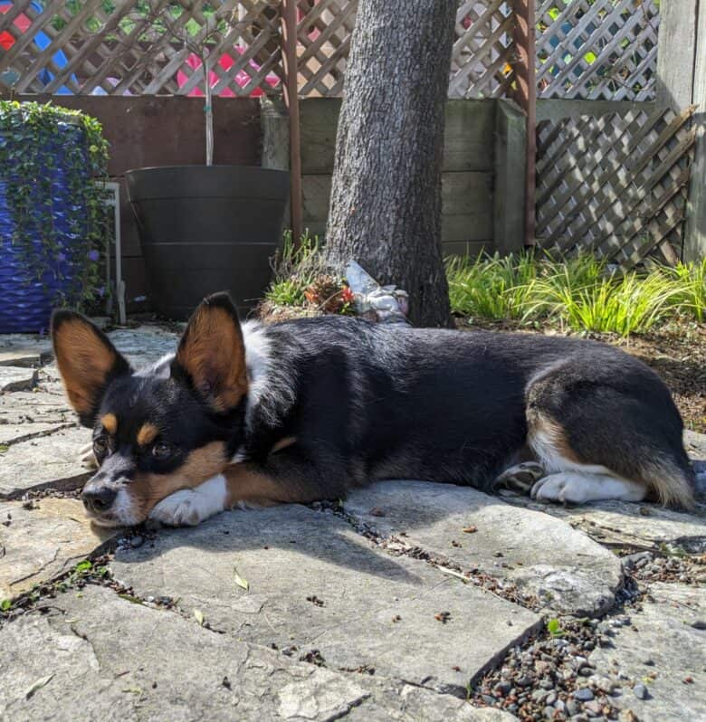 Corgipoos - Corgi Poodle Mix - Adult Corgipoo named Lily