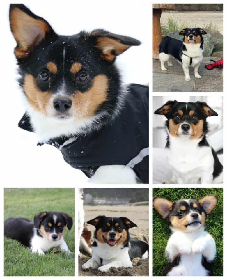 Marley, tri colored adult corgipoo